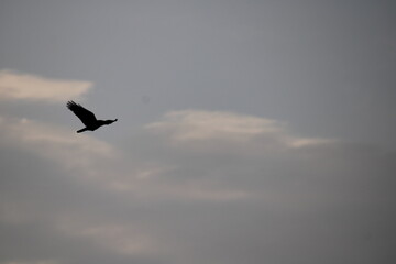 Obraz premium eagle in flight