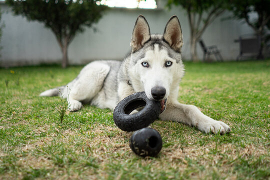 Perro husky jugando tirado sobre el césped con juguetes de goma