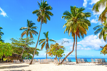 Beautiful Cayo Levantado island beach with palms. Samana, Dominican Republic. Vacation travel background