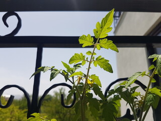 tomato seedlings grown on the balcony
