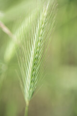 Fototapeta premium Green grass plant field moody atmosphere picture