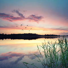 Schilf am See im Sonnenuntergang