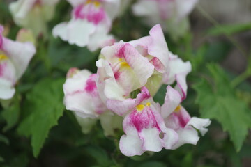 flower, pink, rose, garden, nature, blossom, plant, flowers, spring, green, bloom, summer, white, beauty, floral, flora, leaf, petal, roses, apple, tree, beautiful, blooming, red, color