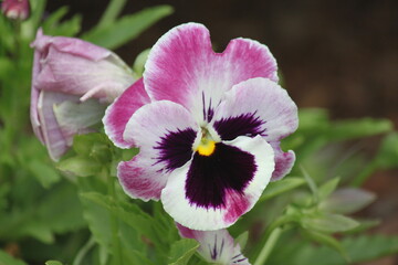 flower, pink, nature, garden, flowers, green, purple, plant, flora, summer, blossom, bloom, spring, violet, beautiful, petal, floral, beauty, rose, macro, closeup, pansy, leaf, white, petals