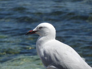 Möve am Meer in Australien