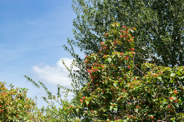 Fototapeta na wymiar Firebush plant with blue sky in the background
