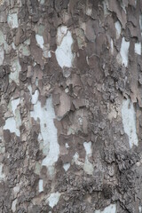 bark, tree, texture, wood, nature, abstract, brown, old, pattern, rough, textured, surface, trunk, forest, pine, wall, natural, plant, detail, closeup, dry, material, oak, wooden