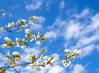 branches and flowers of cherry blossoms in spring against a blue sky with clouds. natural background. Copy space
