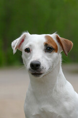 Jack russel terrier face, close up portrait. 
