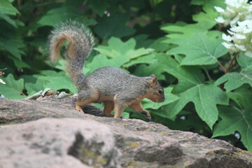 squirrel, animal, rodent, nature, grey, mammal, eating, cute, wildlife, tail, wild, animals, fur, park, red, tree, nut, gray, nuts, autumn, brown, forest, small, grass, Squirrel