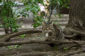 A beautiful well-groomed domestic tabby cat sits on the roots of trees among greenery, grass and leaves.