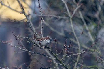 sparrow on a branch