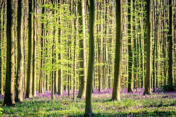Spring at Hallerbos national park, Belgium. 'The Blue Forest' is an ancient forest in Flanders, Belgium, with a beautiful purple carpet of bluebells in spring