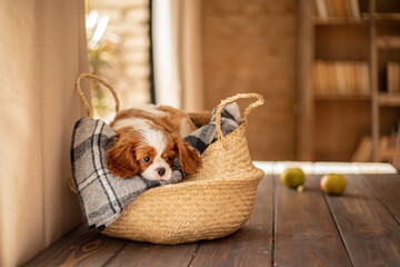 dog cavalier king charles spaniel, white-red-brown color, lies in a basket, on a gray plaid, on a wooden table indoors. Domestic dog. Day, the dog sleeps in a basket on the floor. Pedigree dog.