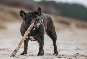 Französische Bulldogge mit Stock im Maul