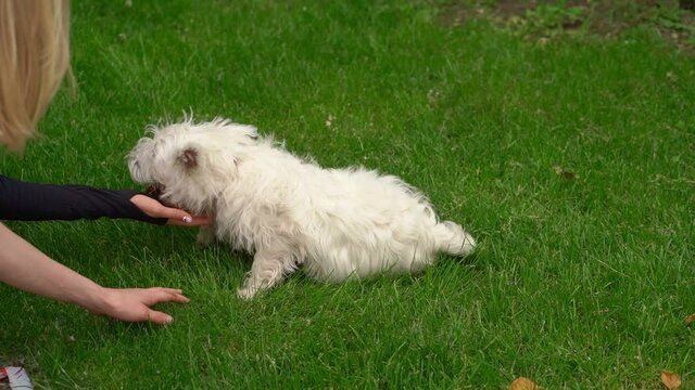 Maltese bolonka on a walk in the Park. girl stroking a small dog.