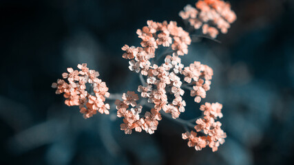beautiful white  flowers in sunshine, close view 