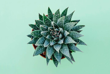 Succulent plant in pot on pastel green background.
