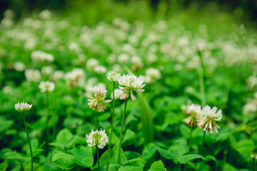 A field of blooming white clover flowers
