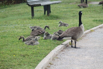 goose, bird, geese, grass, nature, animal, wildlife, birds, white, green, duck, feather, water, feathers, swan, beak, walking, animals, wild, park
