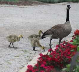 goose, bird, geese, grass, nature, animal, wildlife, birds, white, green, duck, feather, water, feathers, swan, beak, walking, animals, wild, park