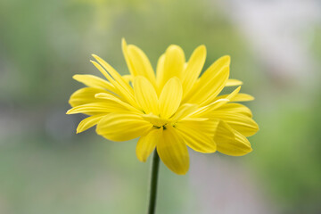 yellow camomile flower on a blurry background close up