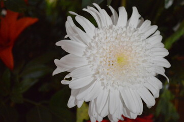 closeup to large white chrysanthemum with small yellow petals in the center