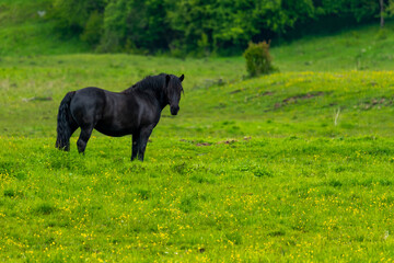 Czarny koń na pastwisku