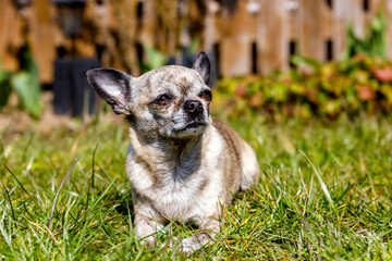 Chihuahua small dog takes sunbathing, enjoys spring weather
