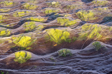 Gemüseanbau in Frankfurt-Oberrad