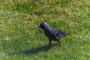 Fototapeta premium a black jackdaw walking on grass