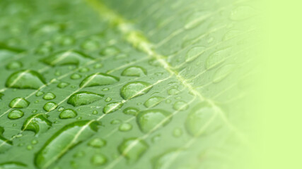 Leaf with drops of water, copy space.