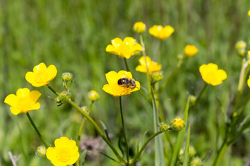 wildflowers in spring as background