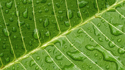 Water droplets on the green leaves