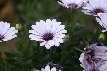 closeup to a beautiful white and purple petal daisy in an outdoor garden