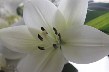 Closeup to beautiful white lily flower showing big pistils