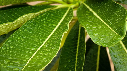 Water droplets on the green leaves