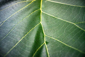 Green Teak leaf and sunlight in the morning