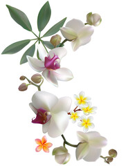 Tropical flowers. Orchids. Floral background. Green leaves. Plumeria Frangipani. Exotic plants. Pattern. White.