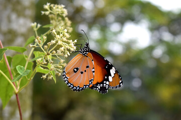 Plain Tiger butterfly  on white flower