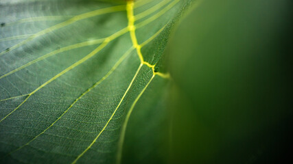 Green Teak leaf and sunlight in the morning