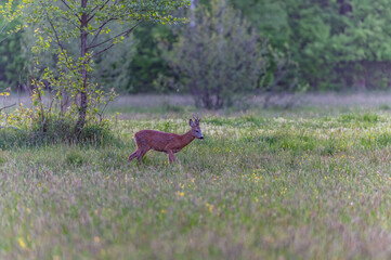 roe deer in the wild