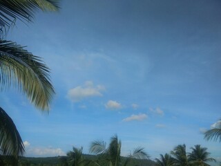 Fototapeta na wymiar Sky and coconut tree