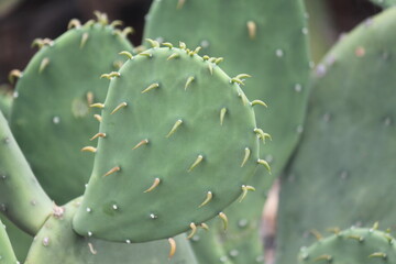 nature, cactus, plant, wildlife, brown, green, isolated, closeup, desert, macro, color, white, rocks