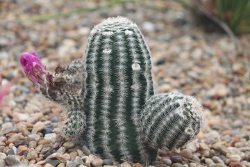 Obraz premium nature, cactus, plant, wildlife, brown, green, isolated, closeup, desert, macro, color, white, rocks