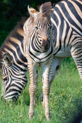 Fototapeta na wymiar Zebra baby close-up in Rietvlei Nature reserve South Africa