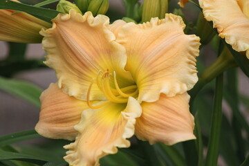 Fototapeta premium flower, garden, nature, yellow, orange, bloom, plant, spring, blossom, flora, green, petal, beautiful, flowers, beauty, macro, hibiscus, pink, summer, floral, daffodil, petals, closeup, natural, narci