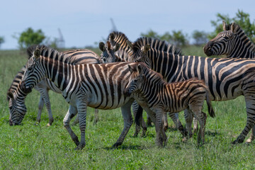 Fototapeta na wymiar Zebra familyin Rietvlei Nature reserve South Africa