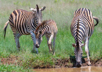 Zebra familyin Rietvlei Nature reserve South Africa