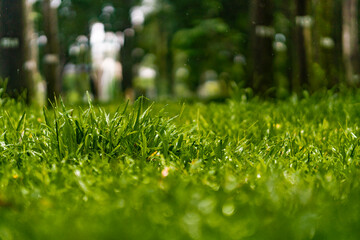 Spring and nature background concept, Close up green grass field and leaf with blurred park and sunlight.